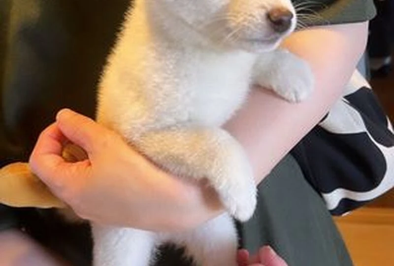 弥生１