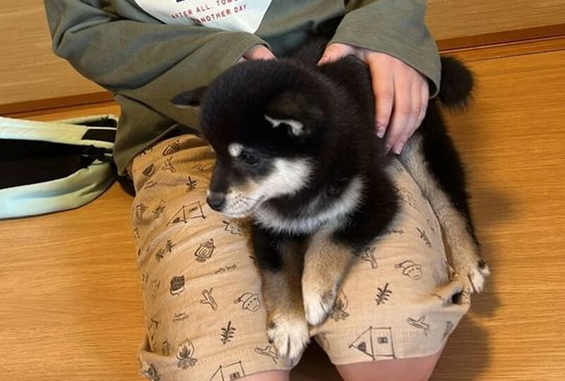 すず
