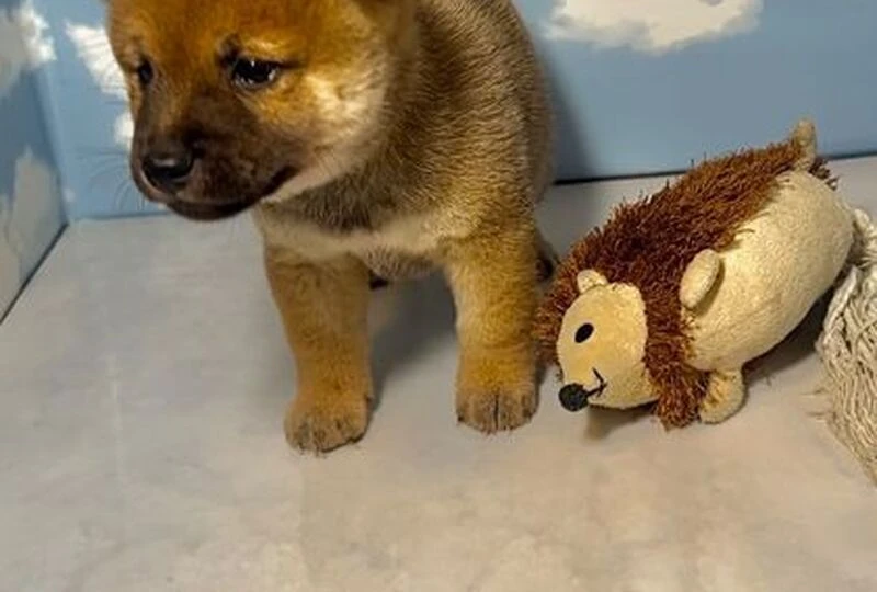 珠１